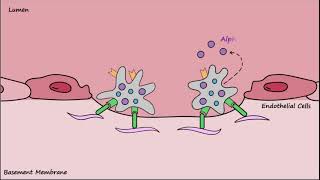 Platelet Plug Formation  Mechanisms [upl. by Acinnor]