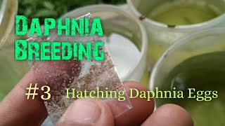 Daphnia Culture made simple and easy 3  Hatching Daphnia eggs [upl. by Ahsenrat]