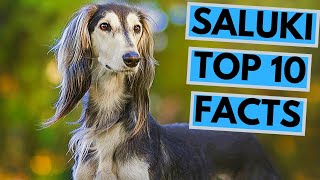 Saluki  TOP 10 Interesting Facts [upl. by Siradal636]