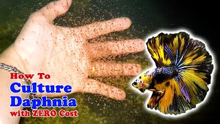 How to Culture Daphnia with ZERO Cost  Unlimited Live Food For Our Fish [upl. by Jemina]