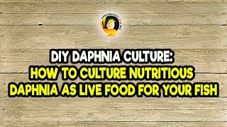 DIY Daphnia Culture How to Culture Nutritious Daphnia as Live Food for Your Fish [upl. by Enawd]