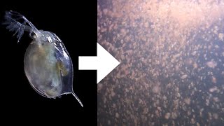 How I Culture Daphnia [upl. by Marcellus]