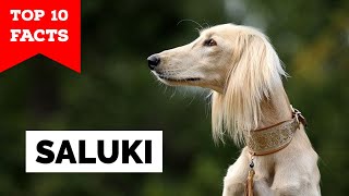 Saluki  Top 10 Facts [upl. by Aninep100]