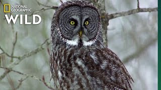 Owls Have Superior Senses  Nat Geo WILD [upl. by Eicyak]