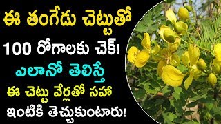 ఈ తంగేడు చెట్టుతో 100 రోగాలు దూరం  Tangedu Chettu Ayurvedic Uses in Telugu  Home Remedies Telugu [upl. by Hasseman]