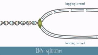 DNA Replication [upl. by Einahpts]