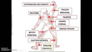 Cours 37a  Le système musculaire 1ère partie [upl. by Erl]