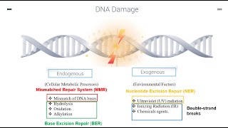 DNA Repair Mechanisms Part 1 [upl. by Inness]