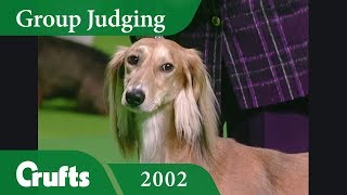 Saluki wins Hound Group Judging at Crufts 2002 [upl. by Starr]