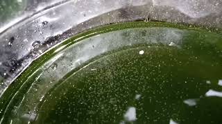 DAPHNIA MOINA CULTURE IN A SMALL BUCKET [upl. by Sira534]