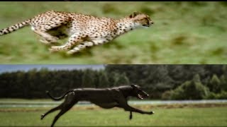 Cheetah vs Greyhound Speed Test  BBC Earth [upl. by Nelan]