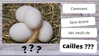 Comment couver des oeufs de caille partie 1 [upl. by Esined]