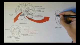 Brain Anatomy Overview  Lobes Diencephalon Brain Stem amp Limbic System [upl. by Deys605]