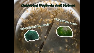 How To Culture Daphnia and Moinas using Green Water Spirulina powder [upl. by Ngo]