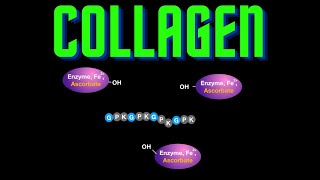 USMLE Step 1  Lesson 22  Collagen Types Structure and Synthesis [upl. by Akinal22]