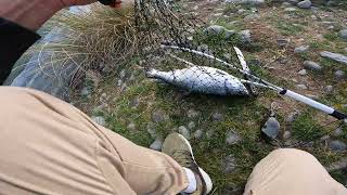 twizel canal fishing [upl. by Neleh]