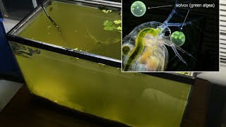 Raising Daphnia for the Freshwater Aquarium [upl. by Iridissa949]