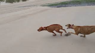 Vizsla vs Greyhound [upl. by Delastre]