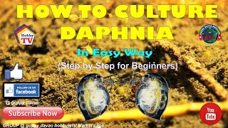 HOW TO CULTURE DAPHNIA In Easy Way [upl. by Chamberlain]