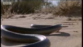 How snakes move amp run  Serpent  BBC Animals [upl. by Ayel185]