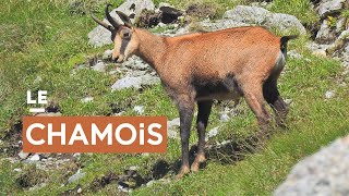 Le chamois [upl. by Etteuqal]